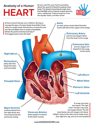 The Human Heart Labeled For Kids